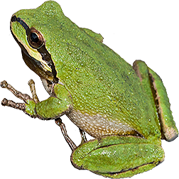 Sierran Tree Frog